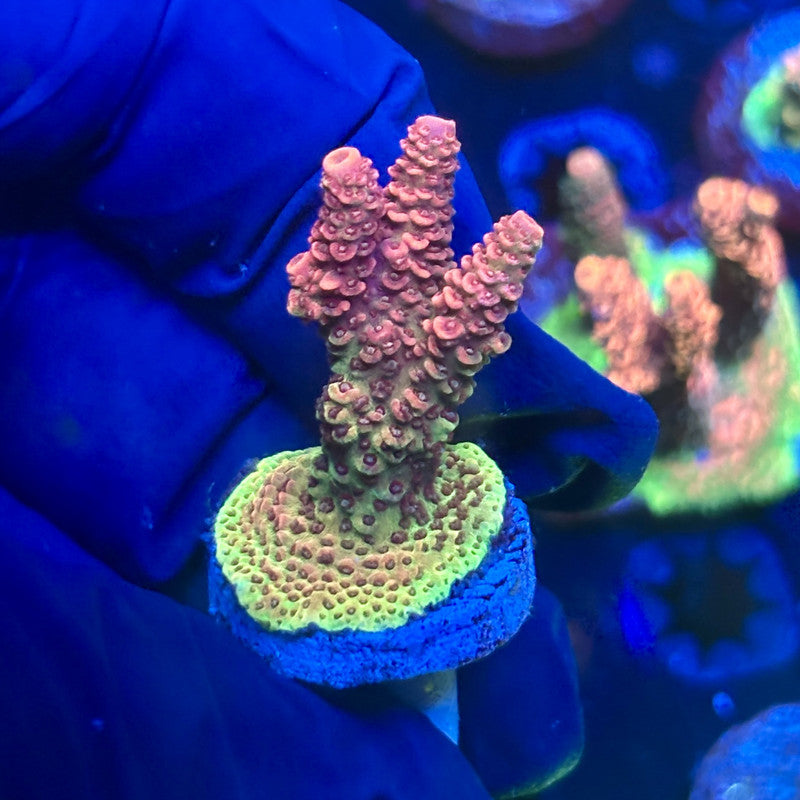 Y3-G03-M01 || Solomon Island Mille SPS