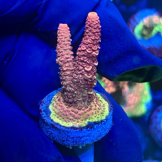 Y3-G04-M01 || Solomon Island Mille SPS