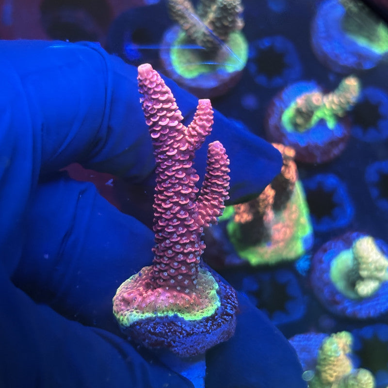 Y3-G06-M01 || Solomon Island Mille SPS