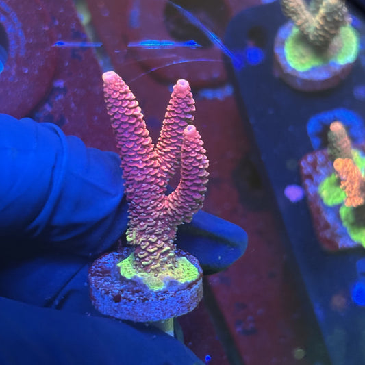 Y3-G07-M01 || Solomon Island Mille SPS