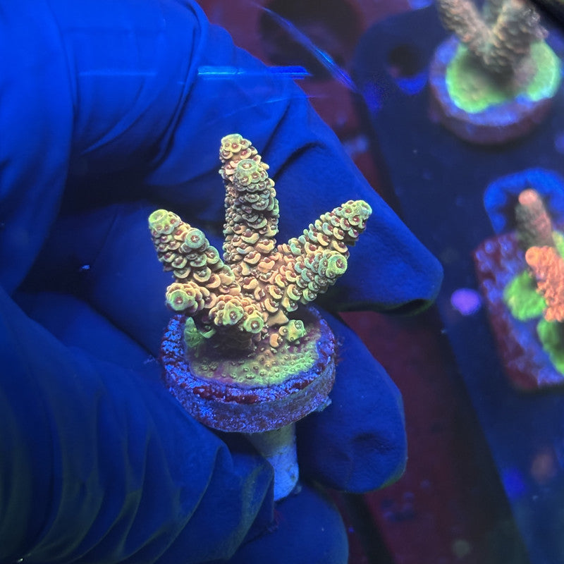 Y3-H01-M01 || Solomon Island Mille SPS