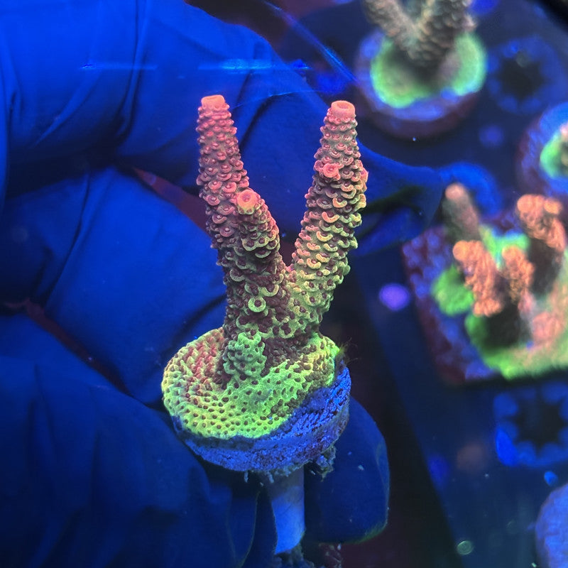 Y3-H02-M01 || Rainbow Solomon Island Mille SPS