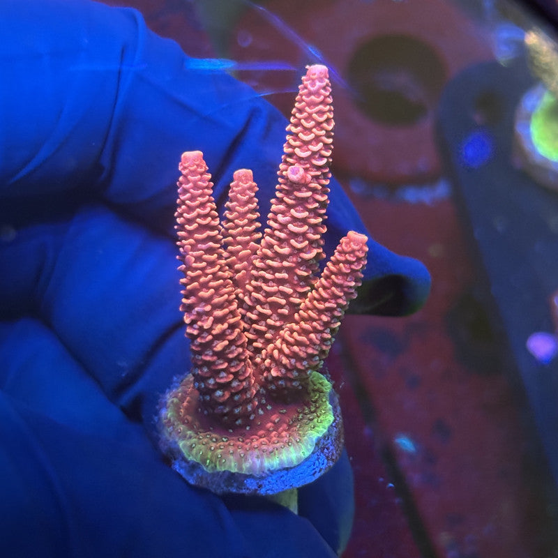 Y3-H06-M01 || Solomon Island Mille SPS