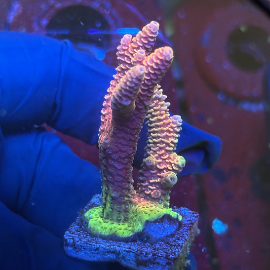 Y3-I02-M01 || Solomon Island Mille SPS