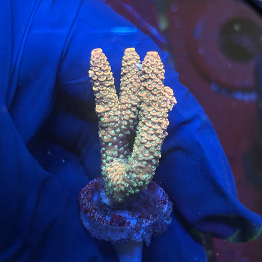 Y3-I04-M01 || Solomon Island Mille SPS