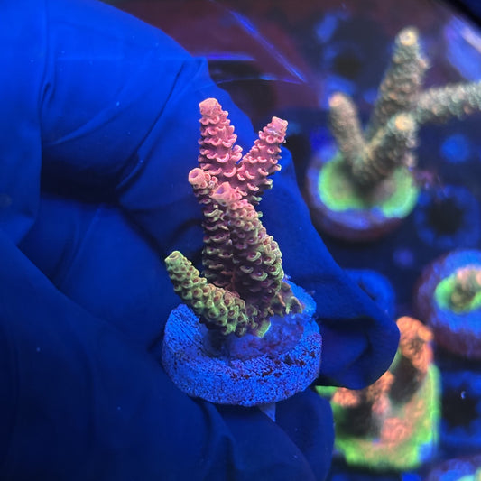 Y3-I05-M01 || Solomon Island Mille SPS