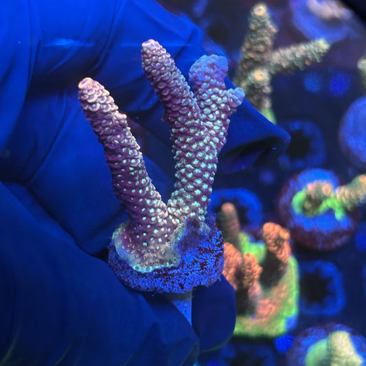 Y3-I07-M01 || Solomon Island Mille SPS