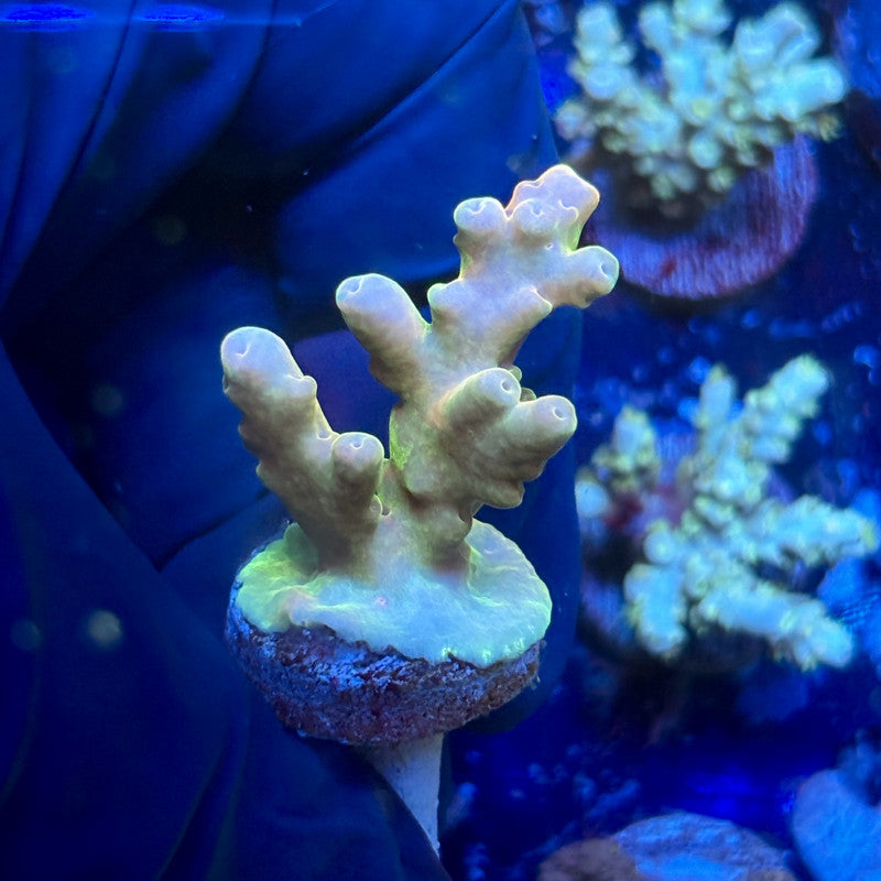 O3-H01-M01 || Malaysian Lukani Acropora SPS