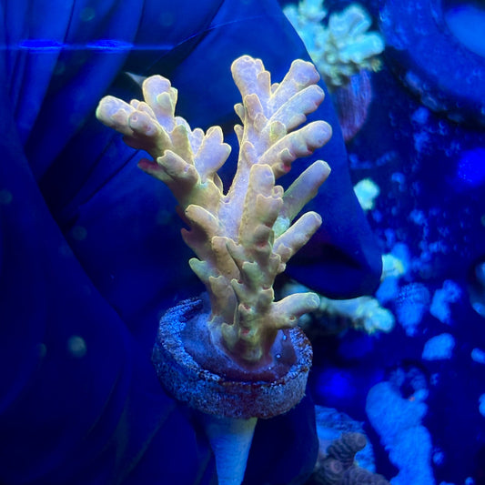 O3-H04-M01 || Malaysian Lukani Acropora SPS