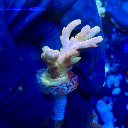 O3-H06-M01 || Malaysian Lukani Acropora SPS