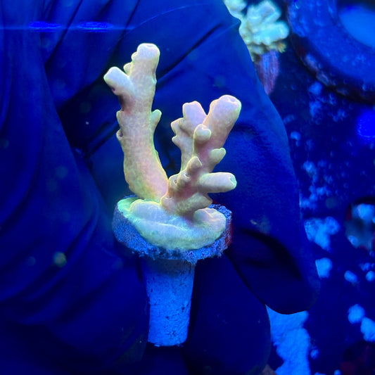 O3-I03-M01 || Malaysian Lukani Acropora SPS