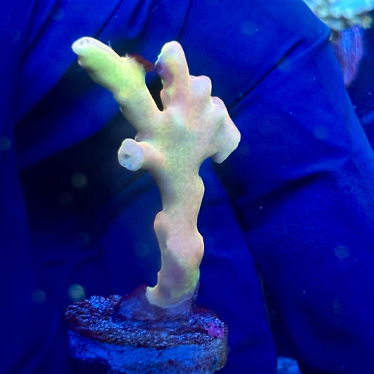 O3-I06-M01 || Malaysian Lukani Acropora SPS