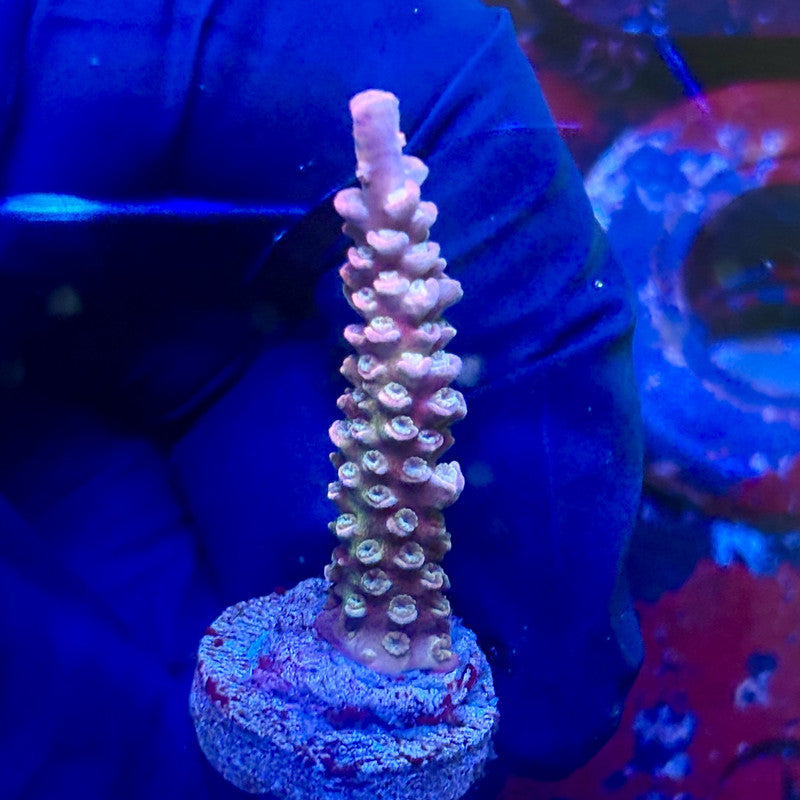 G2-B07-M01 || Indo Tenuis Acropora SPS