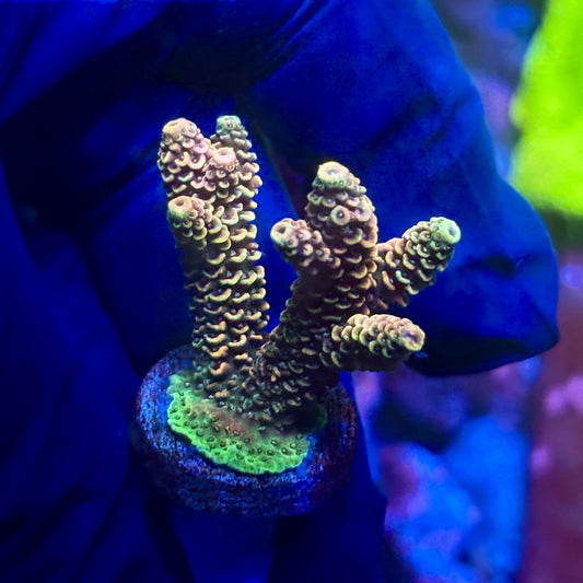 X2-E01-M01 || Solomon Island Mille Acropora SPS