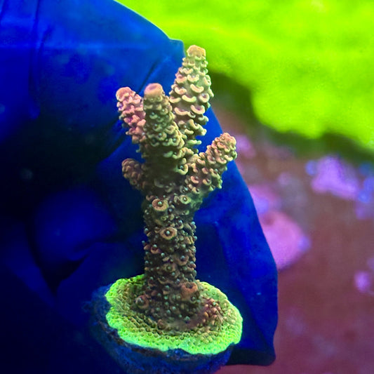 X2-E05-M01 || Solomon Island Mille Acropora SPS