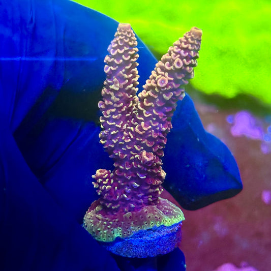 X2-E06-M01 || Solomon Island Mille Acropora SPS
