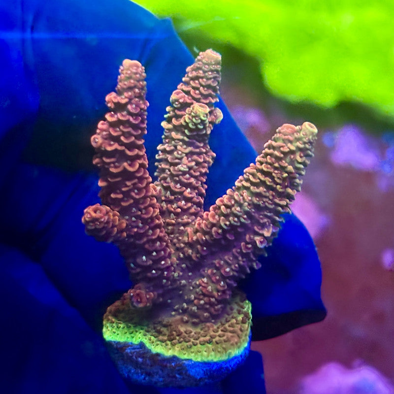 X2-F01-M01 || Solomon Island Mille Acropora SPS