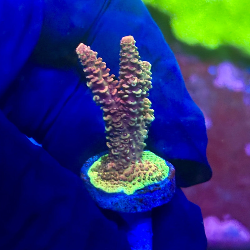 X2-F02-M01 || Solomon Island Mille Acropora SPS