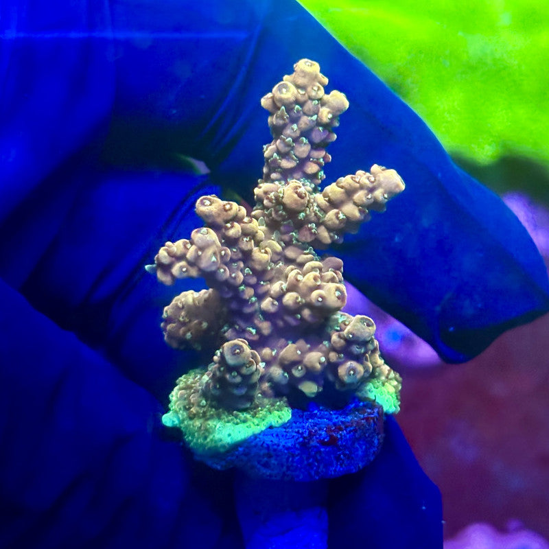 X2-F03-M01 || Solomon Island Mille Acropora SPS