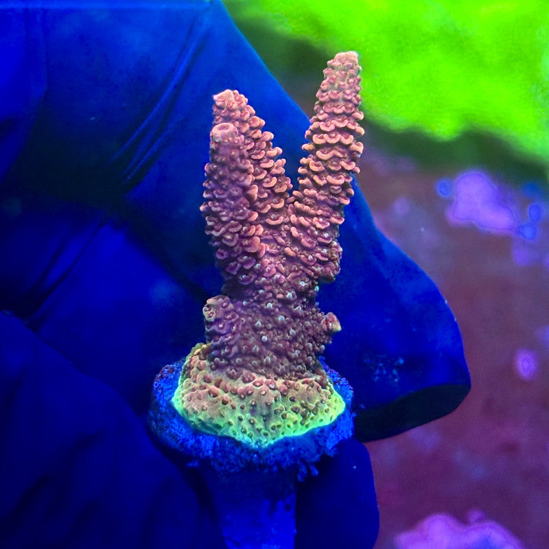 X2-F04-M01 || Solomon Island Mille Acropora SPS