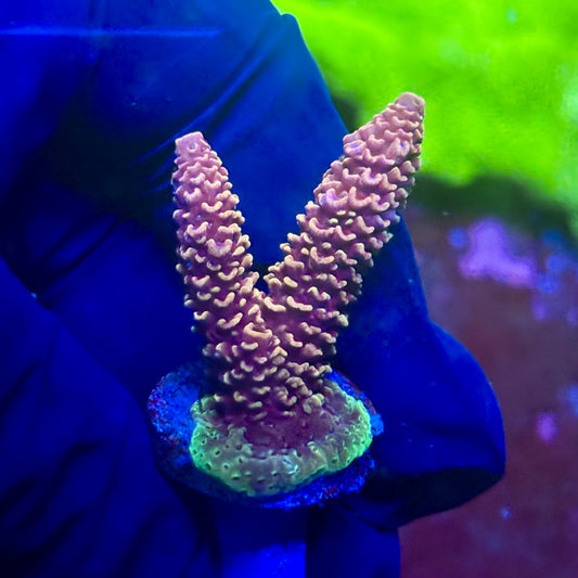 X2-F05-M01 || Solomon Island Mille Acropora SPS
