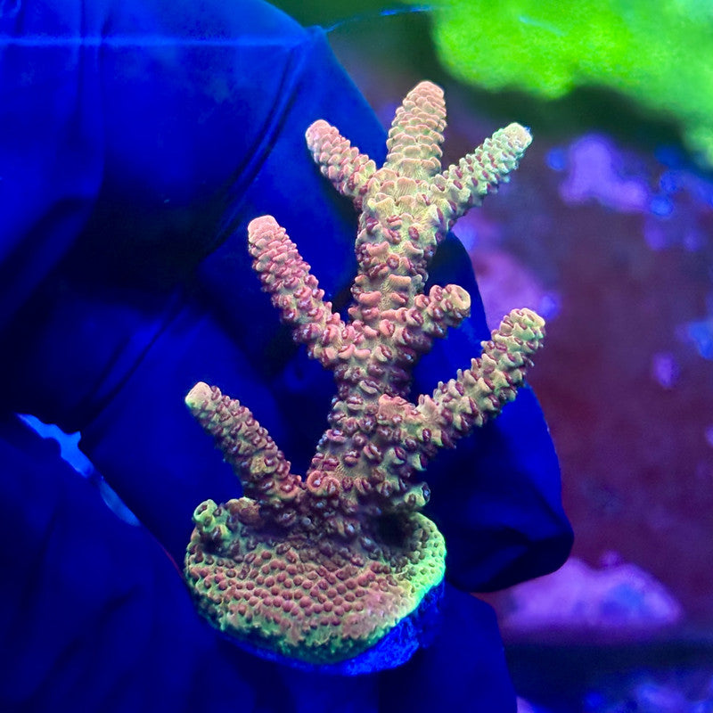 X2-F07-M01 || Solomon Island Mille Acropora SPS