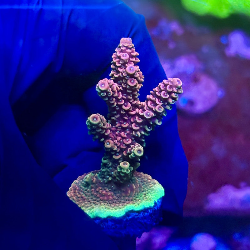X2-G01-M01 || Solomon Island Mille Acropora SPS