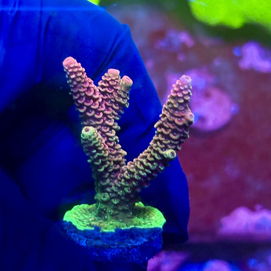 X2-G02-M01 || Solomon Island Mille Acropora SPS