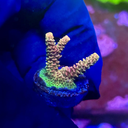 X2-G03-M01 || Solomon Island Mille Acropora SPS