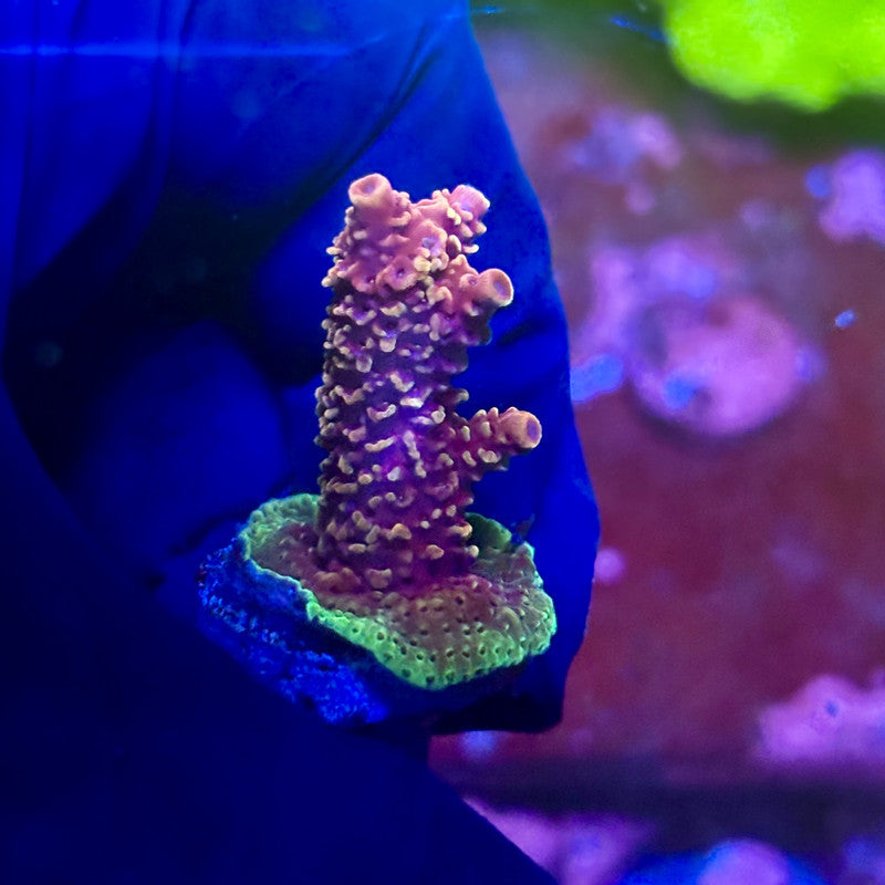 X2-G04-M01 || Solomon Island Mille Acropora SPS