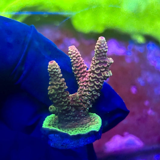 X2-G06-M01 || Solomon Island Mille Acropora SPS