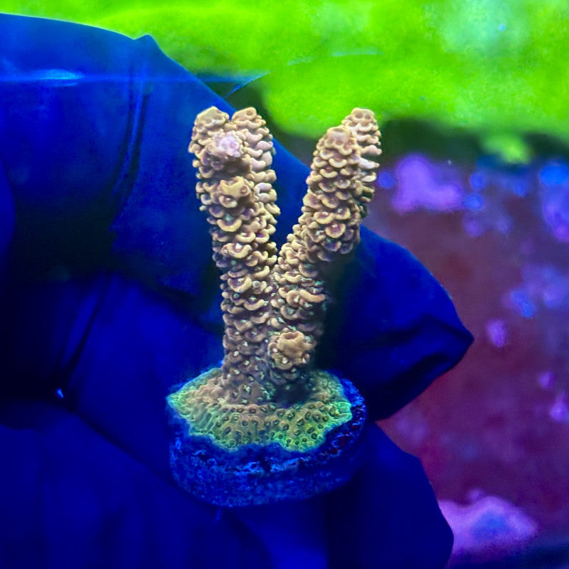 X2-G07-M01 || Solomon Island Mille Acropora SPS