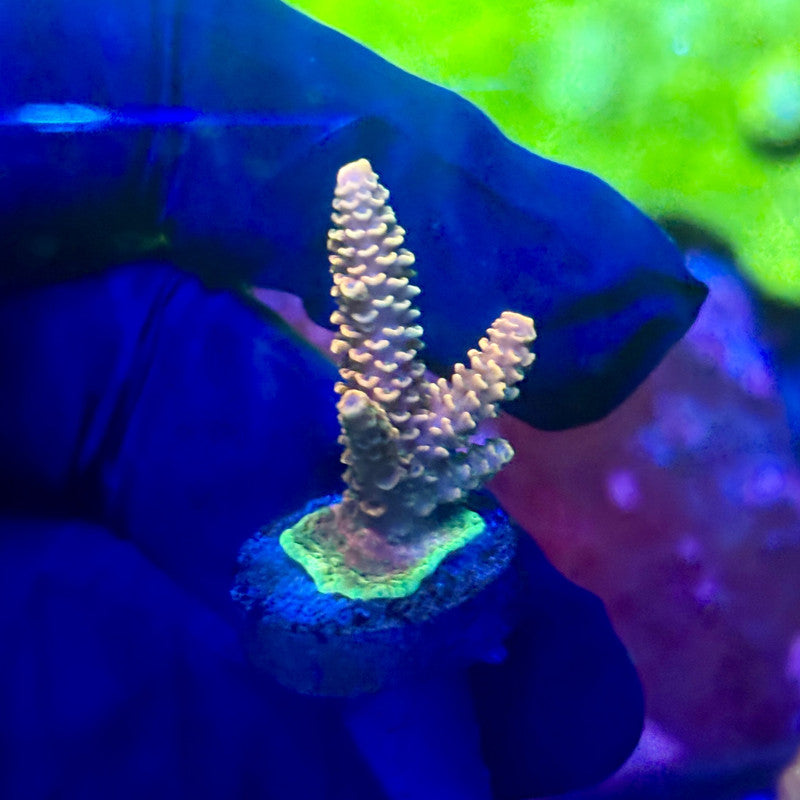X2-H01-M01 || Solomon Island Mille Acropora SPS