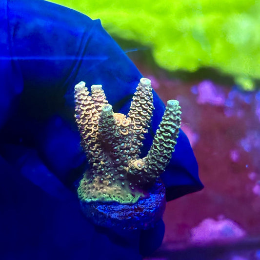 X2-H03-M01 || Solomon Island Mille Acropora SPS