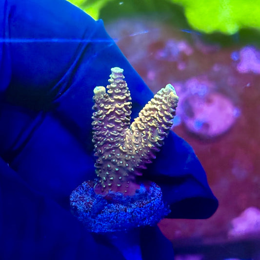X2-H04-M01 || Solomon Island Mille Acropora SPS