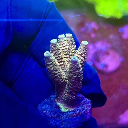 X2-H05-M01 || Solomon Island Mille Acropora SPS