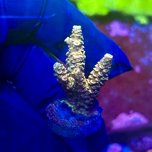 X2-H06-M01 || Solomon Island Mille Acropora SPS