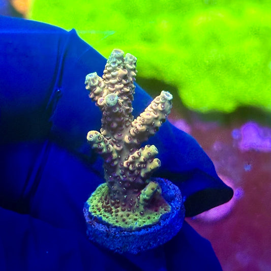 X2-H07-M01 || Solomon Island Mille Acropora SPS