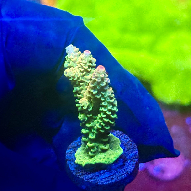 X2-I01-M01 || Solomon Island Mille Acropora SPS