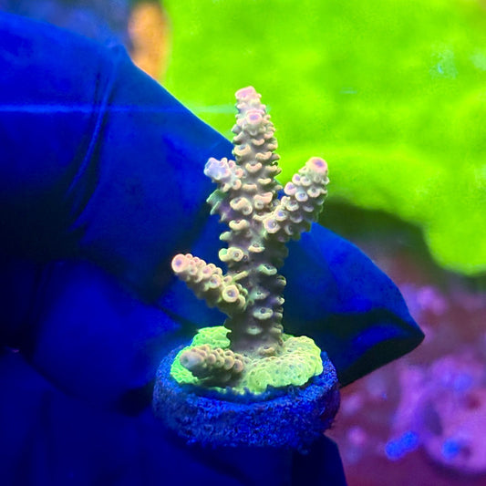 X2-I02-M01 || Solomon Island Mille Acropora SPS