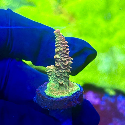 X2-I03-M01 || Solomon Island Mille Acropora SPS