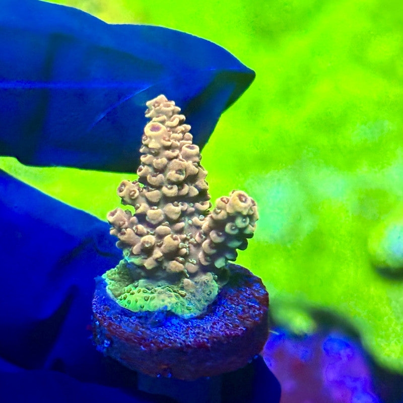X2-I04-M01 || Solomon Island Mille Acropora SPS
