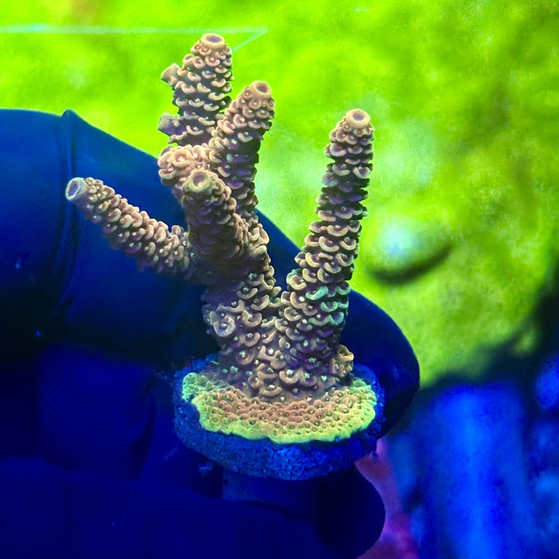 X2-I05-M01 || Solomon Island Mille Acropora SPS
