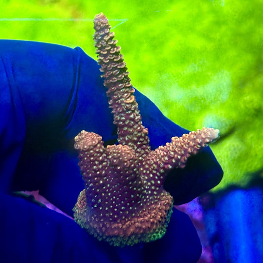 X2-I07-M01 || Solomon Island Mille Acropora SPS