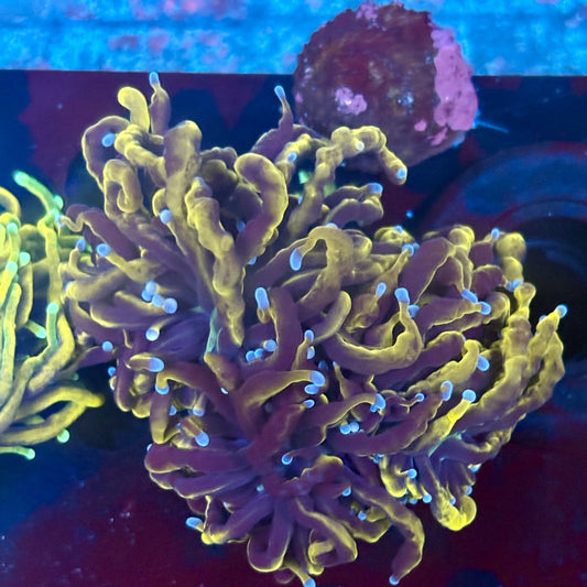 J1-20-M02 || 2 Head 24K Torch WYSIWYG