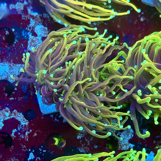 F4-02-M02 || 2 Head Dragon fire Torch WYSIWYG