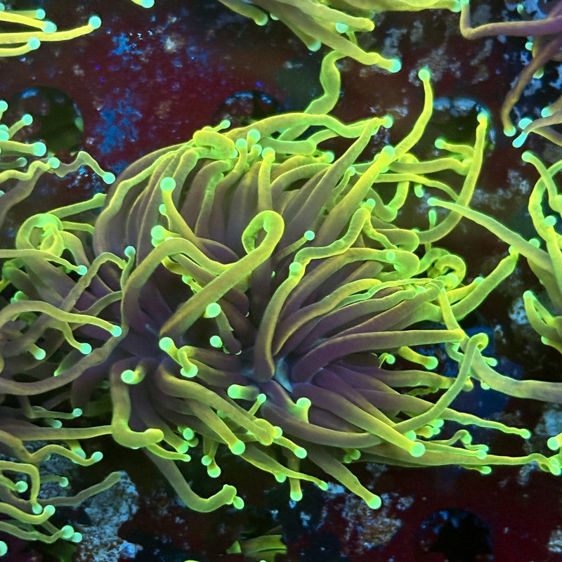 F4-06-M02 || 2 Head Dragon Fire Torch WYSIWYG