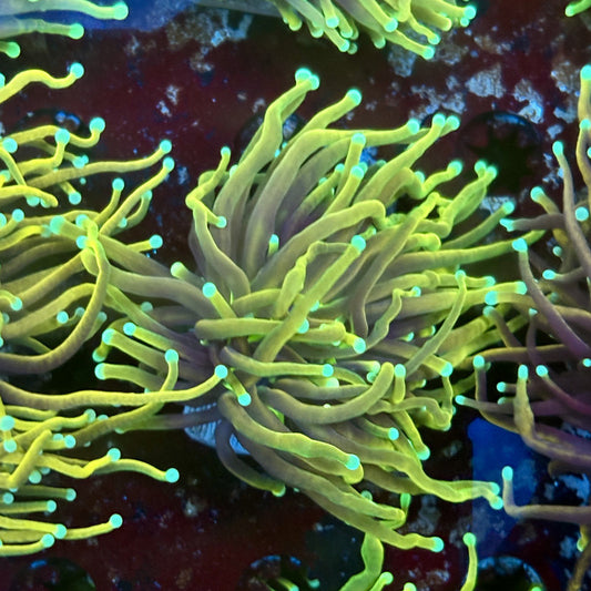 F4-07-M02 || 1 Head Dragon Fire Torch WYSIWYG