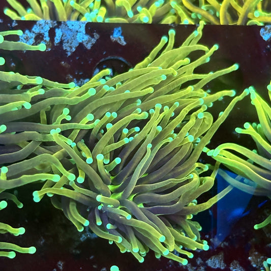 F4-08-M02 || 2 Head Dragon Fire Torch WYSIWYG