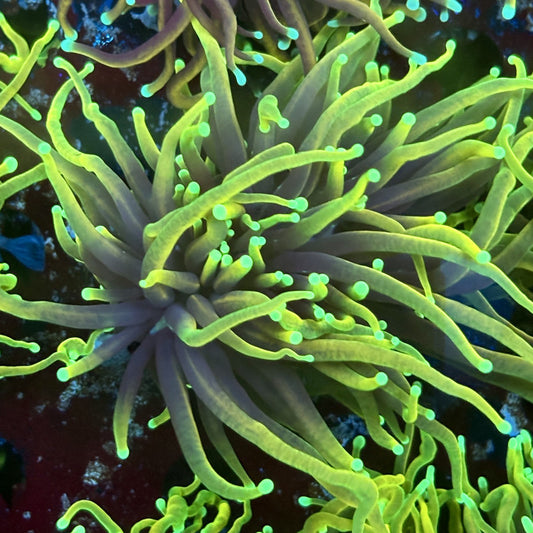 F4-10-M02 || 2 Head Jester Torch WYSIWYG